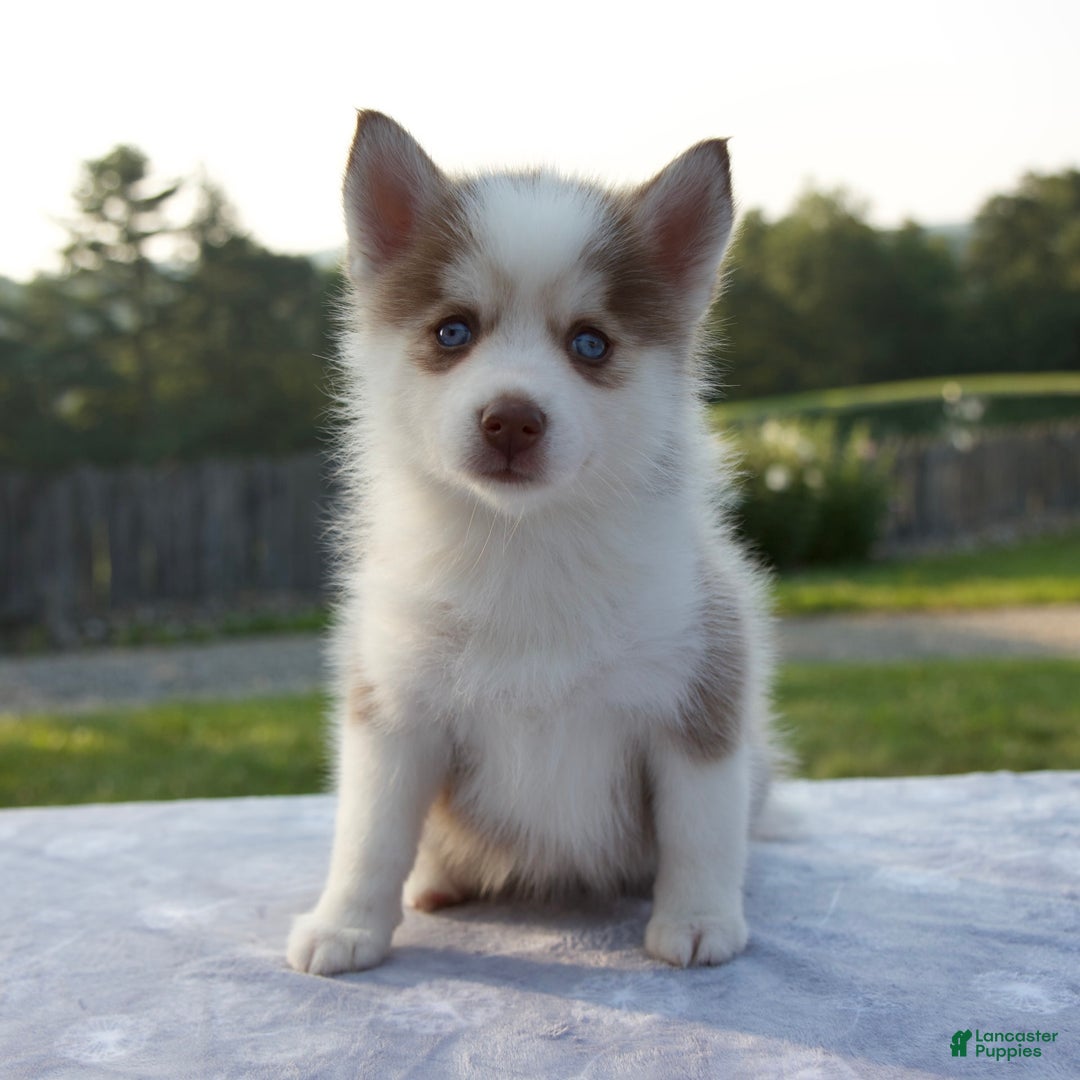 Pomsky dogs for sale: Patience - Image 6