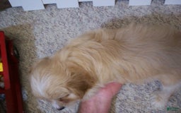 Cavachon dogs for sale: Piper - Image 8