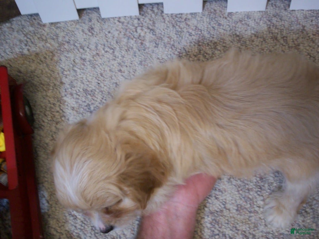 Cavachon dogs for sale: Piper - Image 8