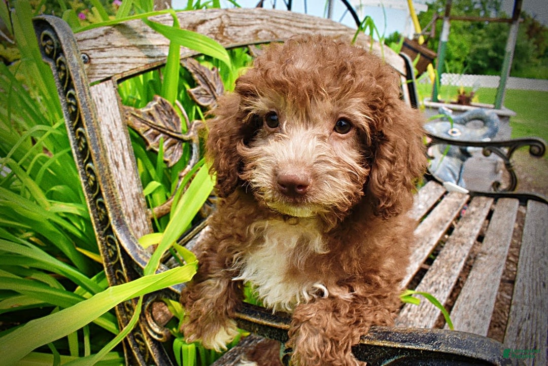 Havapoo dogs for sale: Toto - Image 18