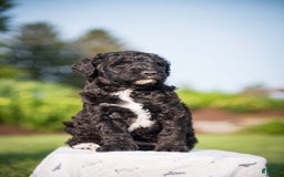 Goldendoodle dogs for sale: Jeneva - Image 9
