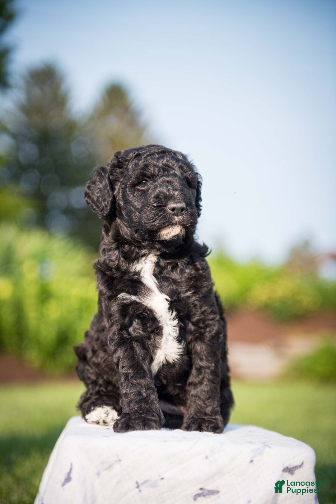 Goldendoodle dogs for sale: Jeneva - Image 9