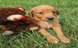 Goldendoodle dogs for sale: Robyn - Image 4