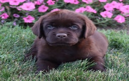 Labrador Retriever dogs for sale: Petunia - Image 5