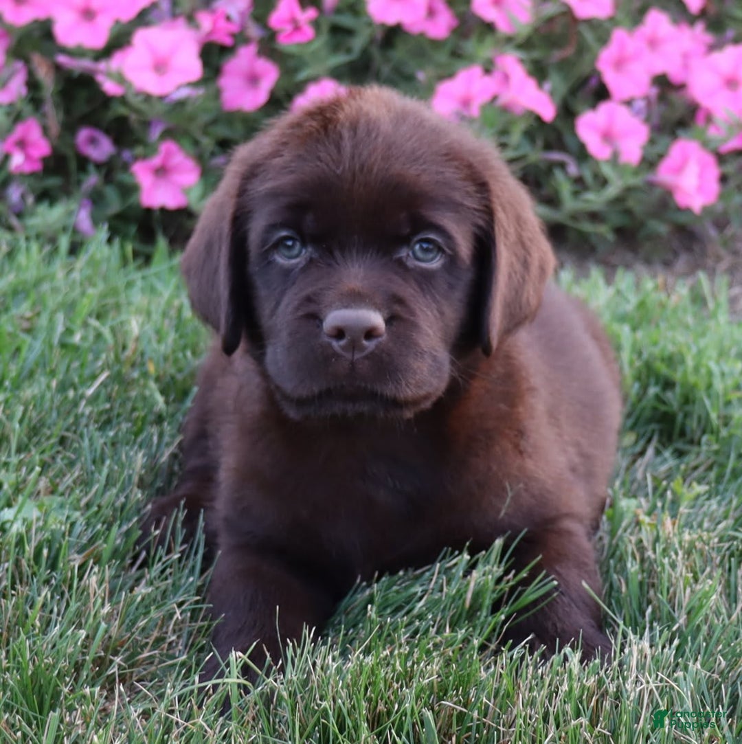 Labrador Retriever dogs for sale: Petunia - Image 5