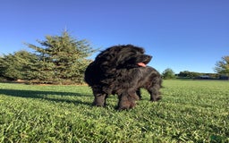 Newfoundland dogs for sale: Dallas - Image 4