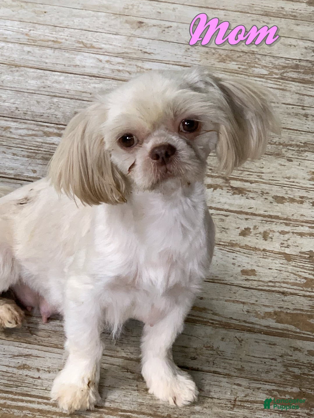 Shihpoo dogs for sale: Biscuit - Image 10