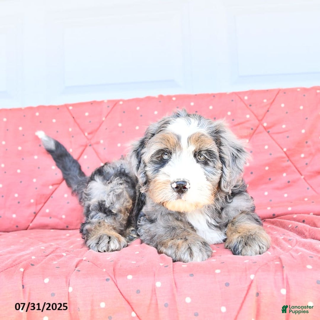 Miniature Bernese Mountain Dog dogs for sale: Vince - Image 7