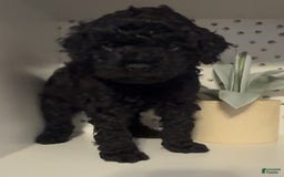 Cockapoo dogs for sale: Coal - Image 4