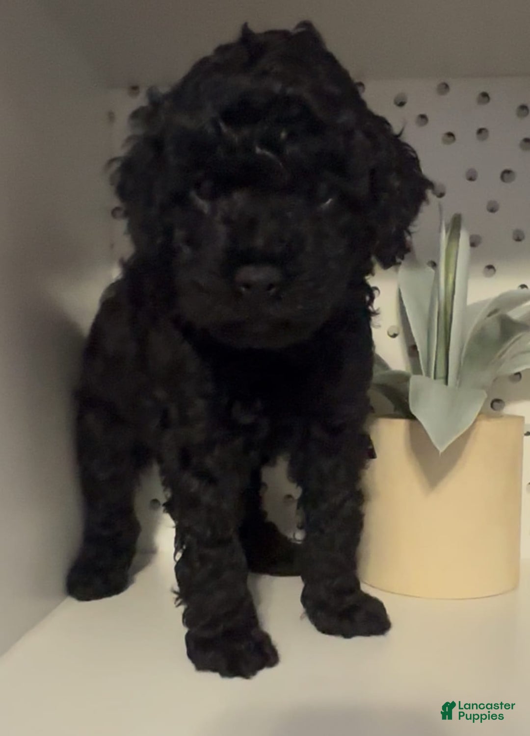 Cockapoo dogs for sale: Coal - Image 4