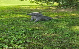 Great Dane dogs for sale: Sky - Image 24