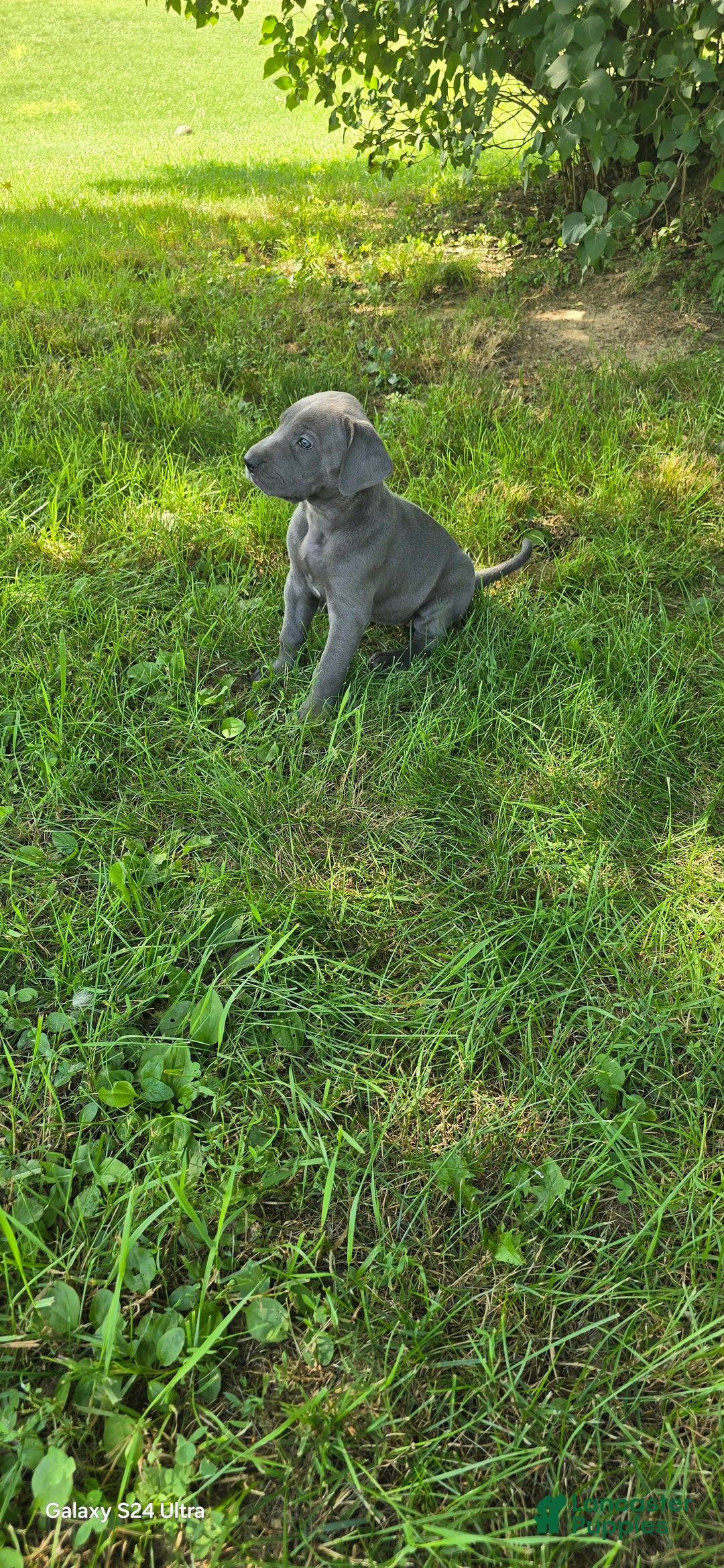 Great Dane dogs for sale: Sky - Image 24