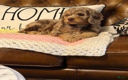 Labradoodle dogs for sale: Multigenerational Coco - Image 11