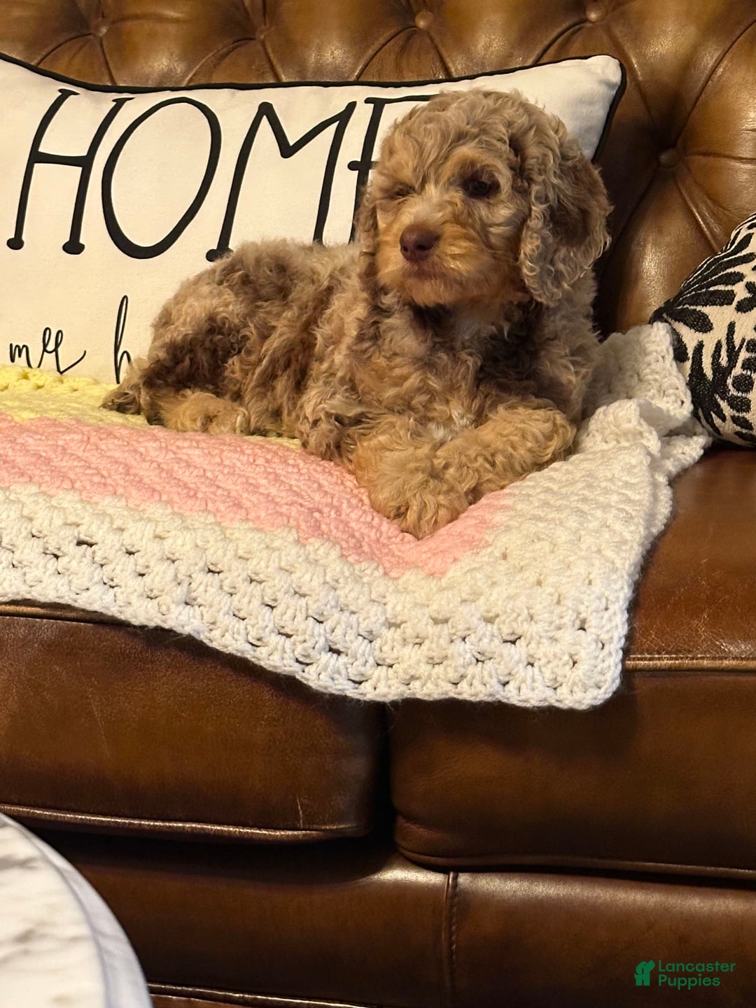 Labradoodle dogs for sale: Multigenerational Coco - Image 11