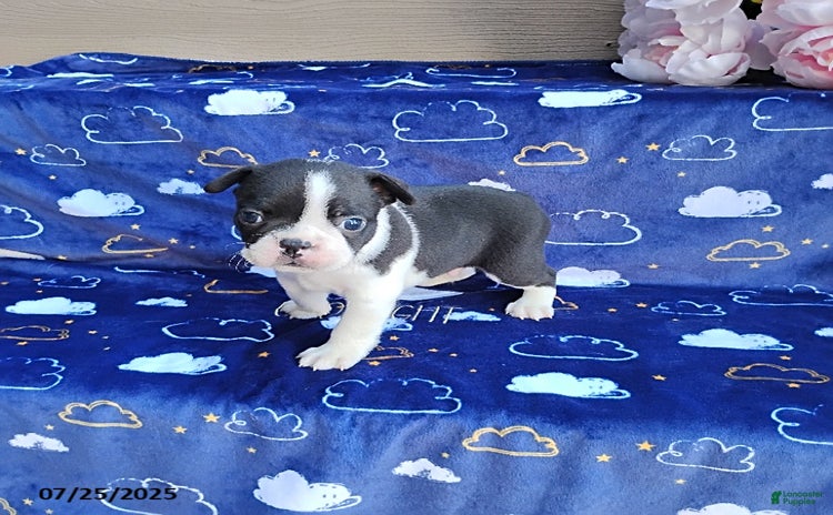 Boston Terrier dogs for sale - Ad 5