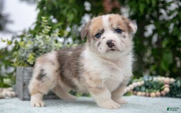 Welsh Corgi Pembroke dogs for sale: Milly - Image 4