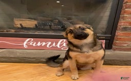 Keeshond dogs for sale: Winnie - Image 1