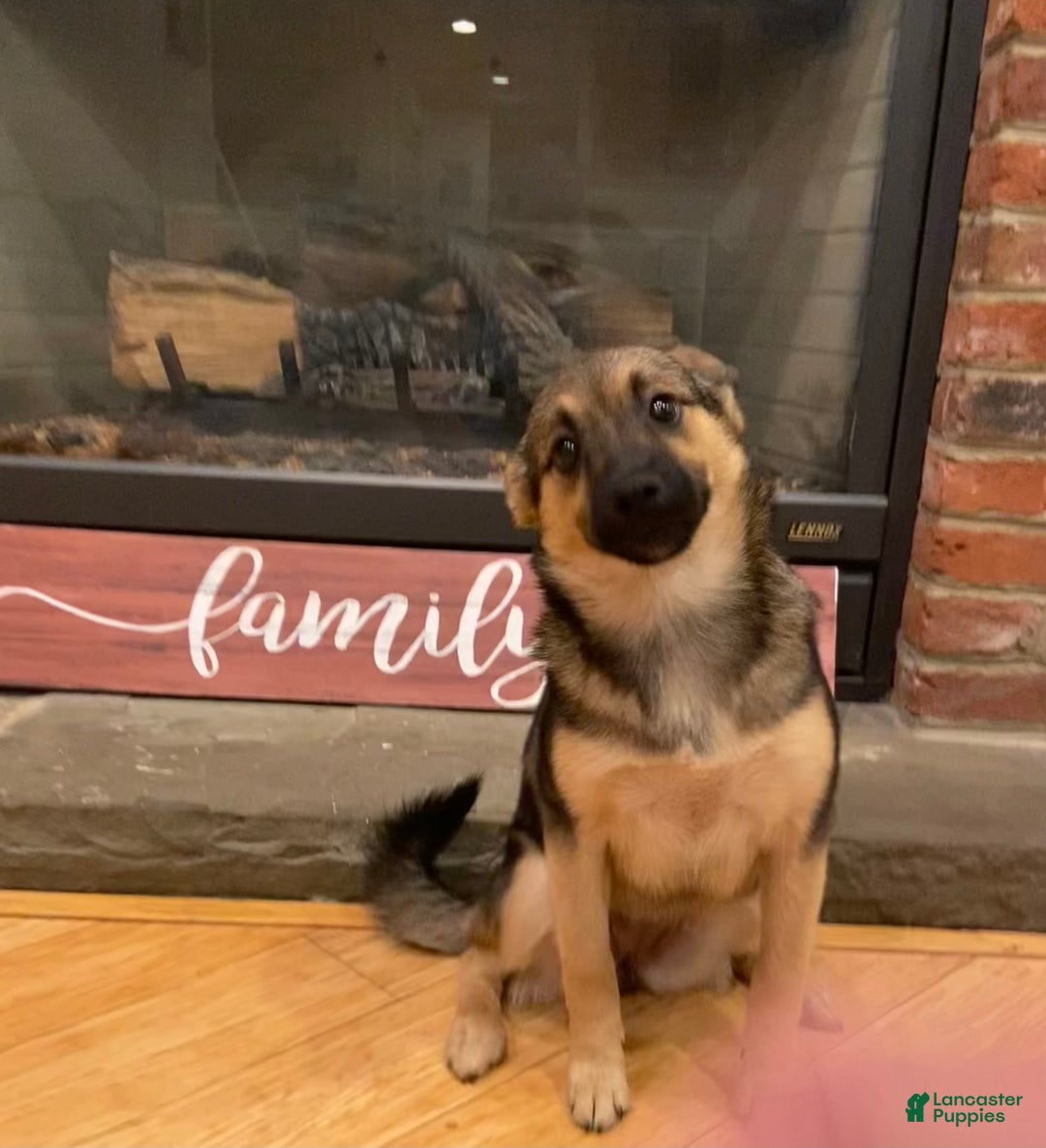 Keeshond dogs for sale: Winnie - Image 1