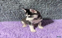 Siberian Husky dogs for sale: Lannie - Image 1