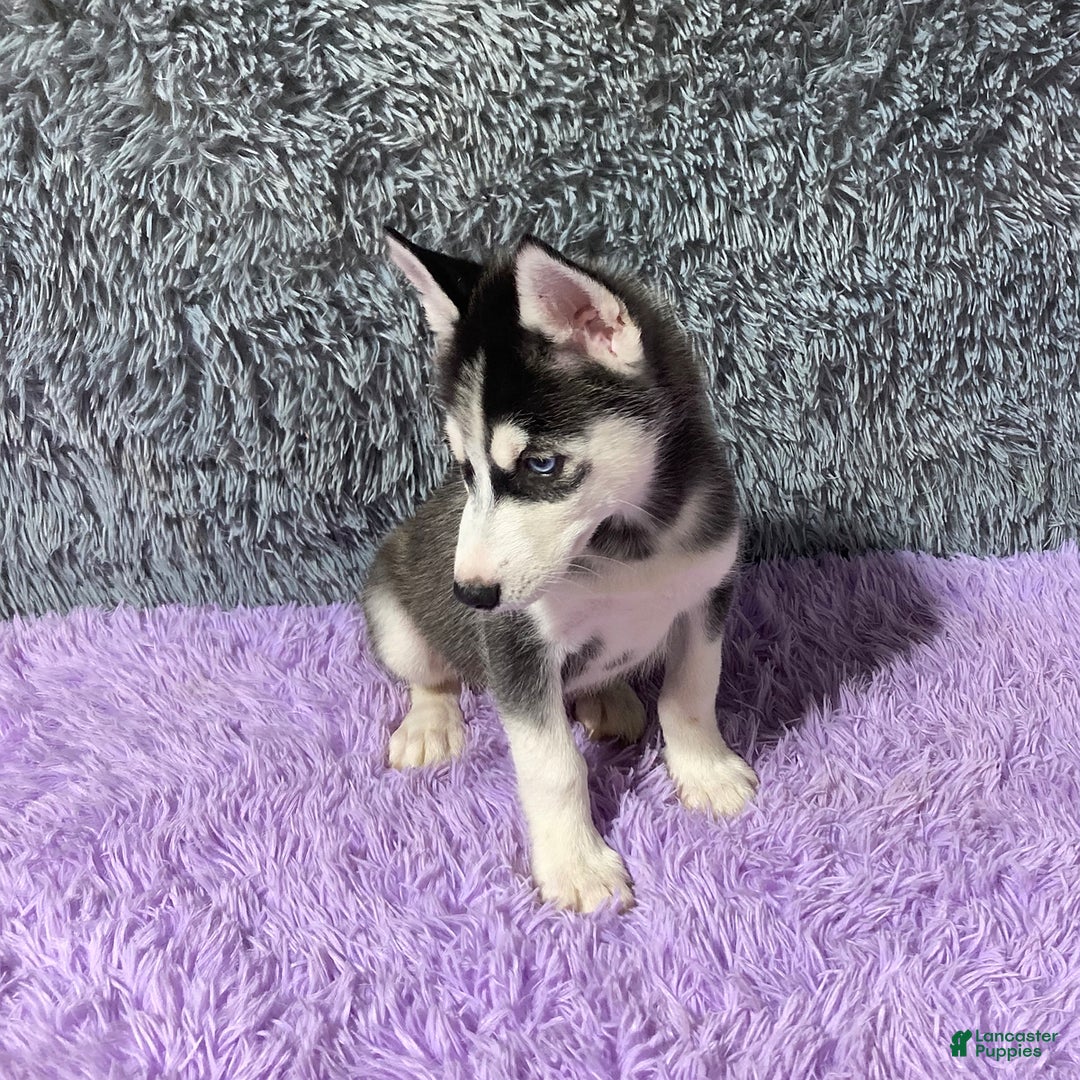 Siberian Husky dogs for sale: Lannie - Image 1