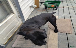 Cane Corso dogs for sale: Dark Green - Image 4