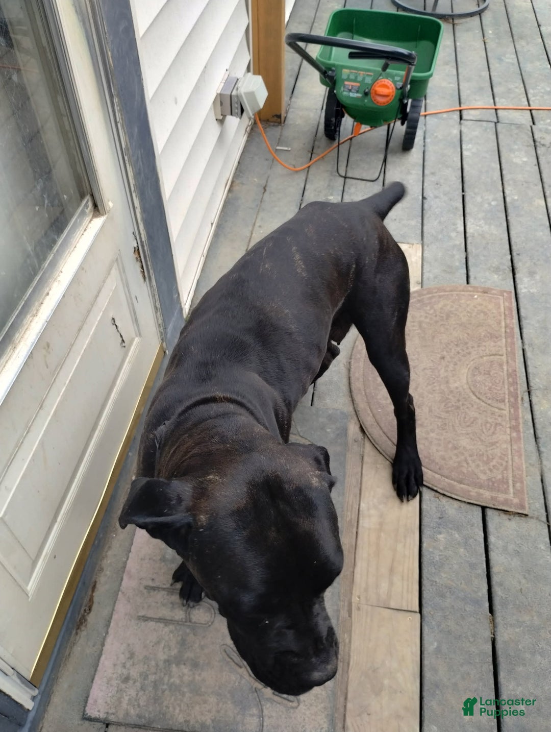 Cane Corso dogs for sale: Dark Green - Image 4