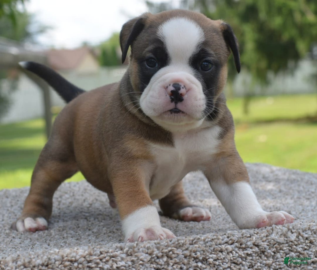 French Bulldog dogs for sale: Bentley mini bulldogge - Image 4