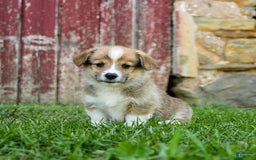 Welsh Corgi Pembroke dogs for sale: Buttercup - Image 1