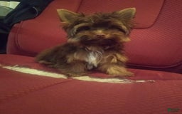 Yorkshire Terrier dogs for sale: Tinkerbell - Image 4
