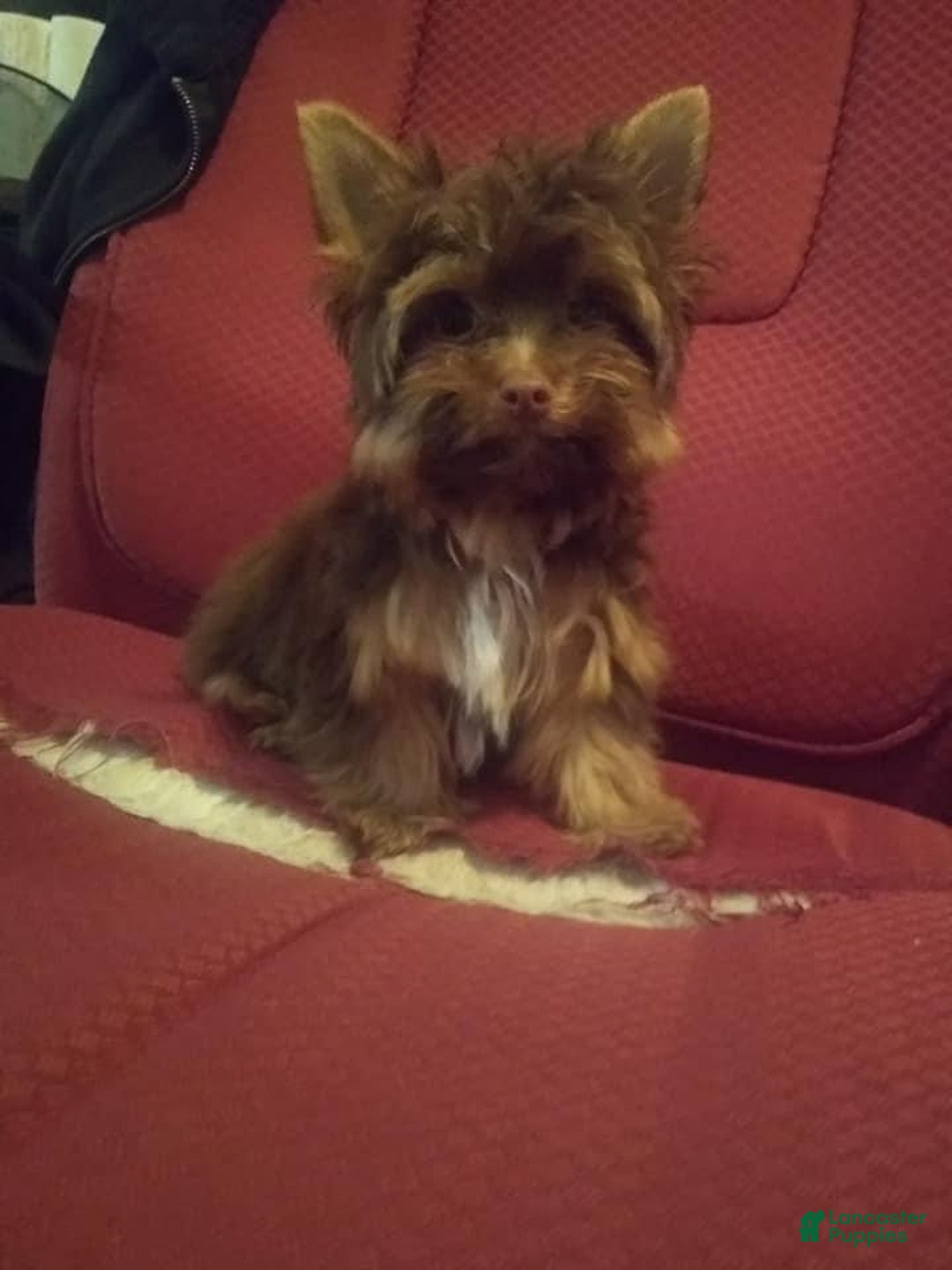 Yorkshire Terrier dogs for sale: Tinkerbell - Image 4