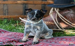 Australian Cattle Dog dogs for sale: Cream Sickle - Image 5
