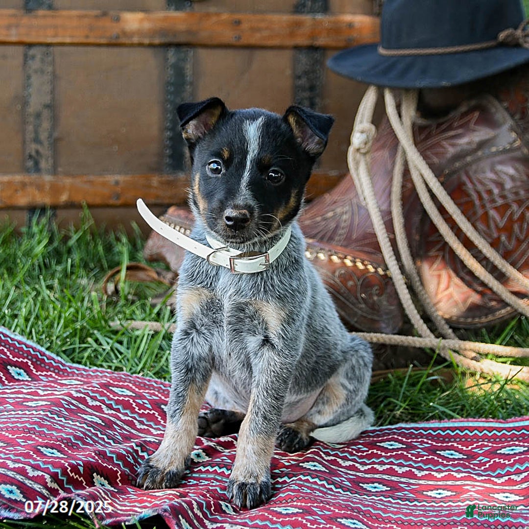 Australian Cattle Dog dogs for sale: Cream Sickle - Image 5