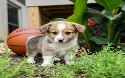 Welsh Corgi Pembroke dogs for sale: Cash - Image 1