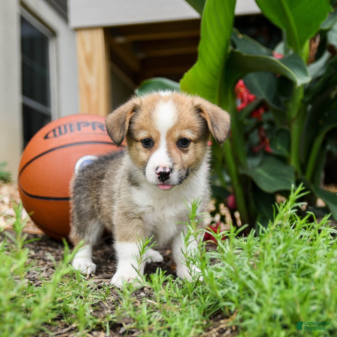 Welsh Corgi Pembroke dogs for sale: Cash - Image 1