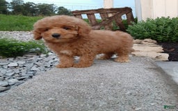 Bichpoo dogs for sale: Benson - Image 6