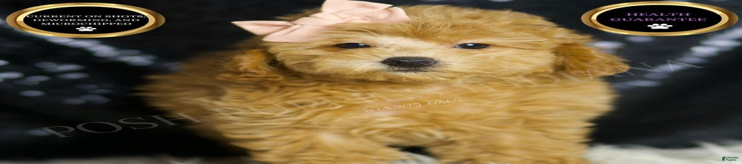 Pika