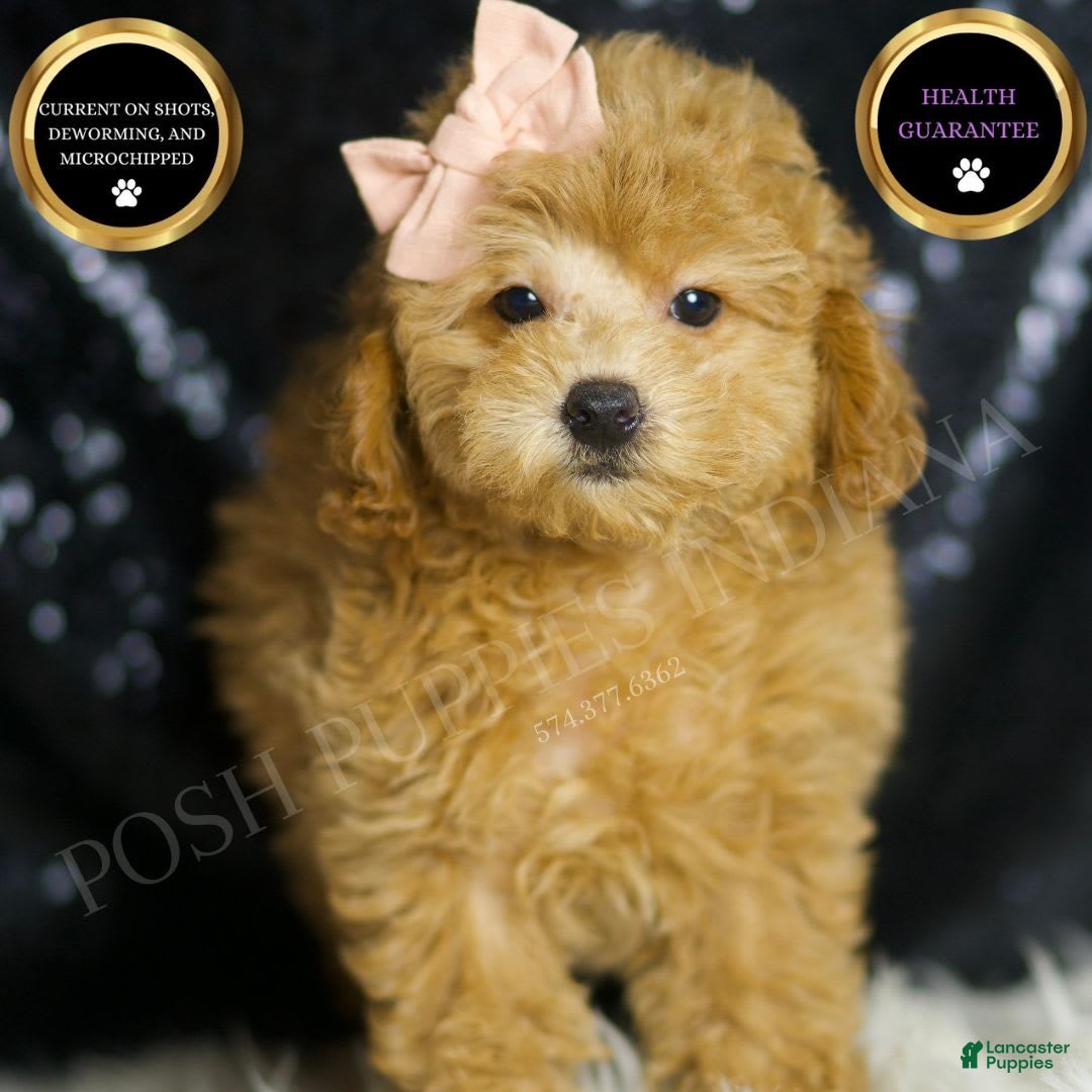 Miniature Poodle dogs for sale: Pika - Image 6