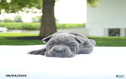 Cane Corso dogs for sale: London - Image 4