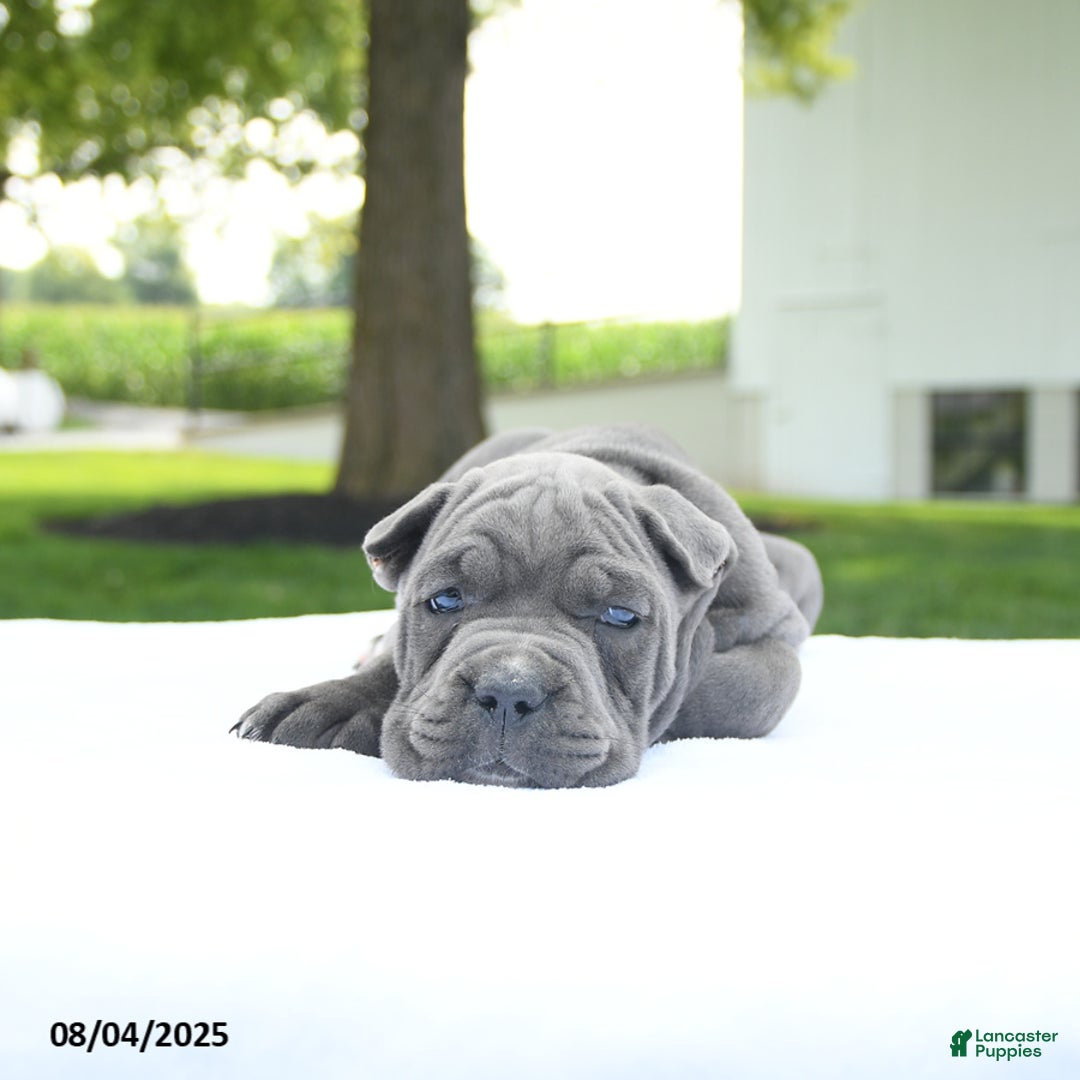 Cane Corso dogs for sale: London - Image 4