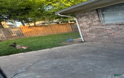 Belgian Malinois dogs for sale: Nova - Image 1