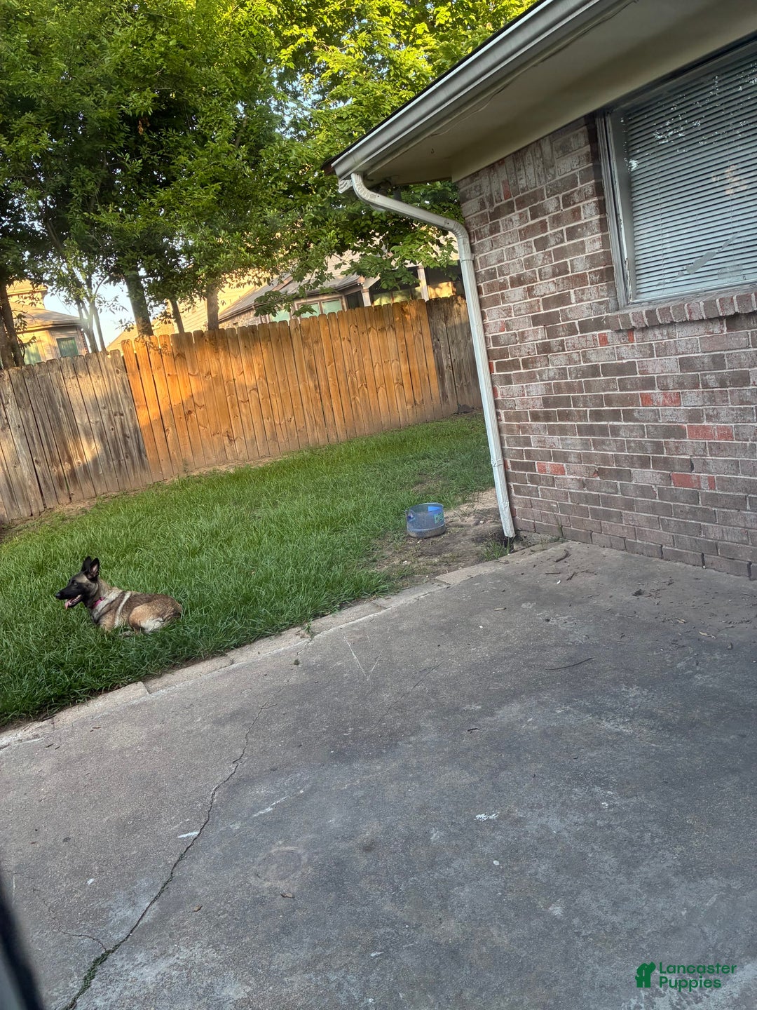 Belgian Malinois dogs for sale: Nova - Image 1