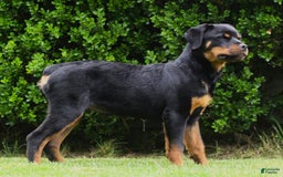 Rottweiler dogs for sale: Lil Man - Image 1