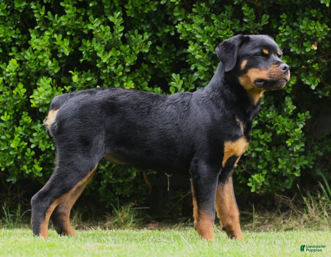 Rottweiler dogs for sale: Lil Man - Image 1