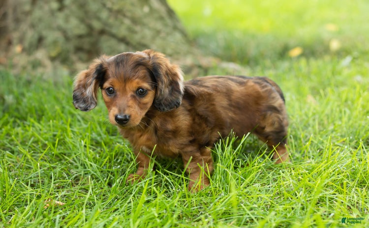 Miniature Dachshund dogs for sale - Ad 5