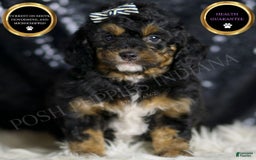 Mini Goldendoodle dogs for sale: Beau - Image 4