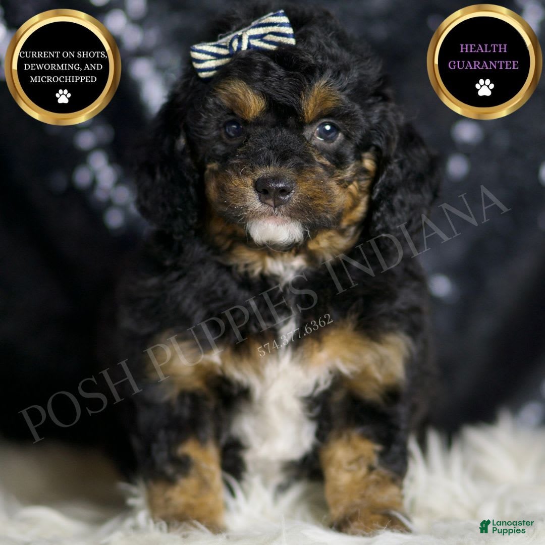 Mini Goldendoodle dogs for sale: Beau - Image 4