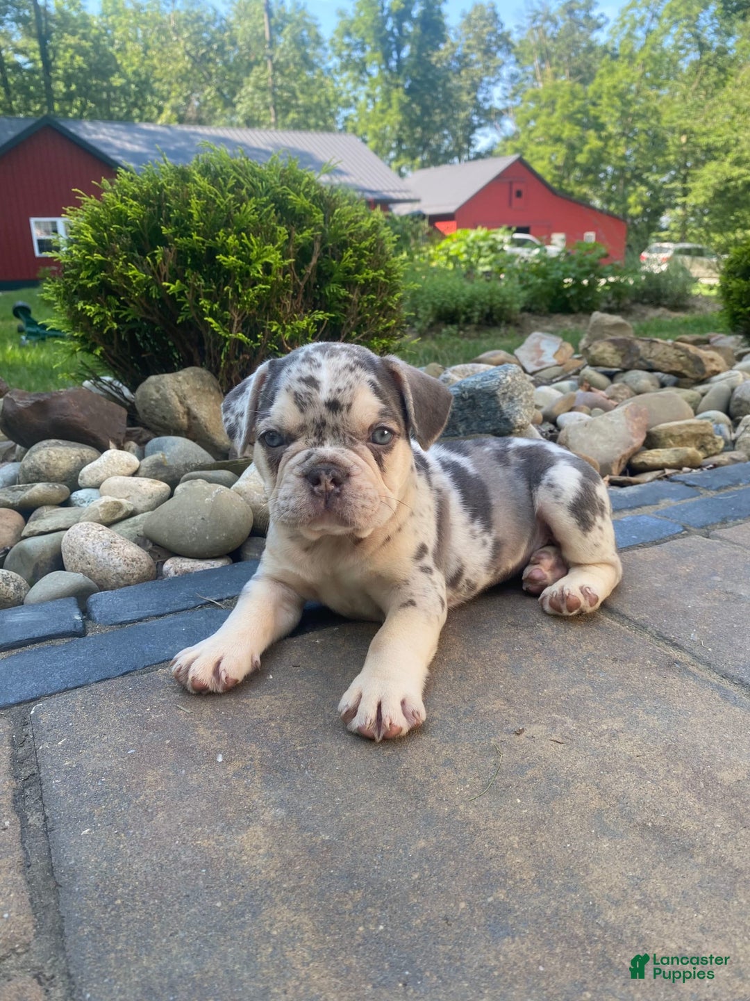 French Bulldog dogs for sale: Rambo - Image 4