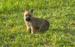 Cairn Terrier dogs for sale: Elmo - Image 2