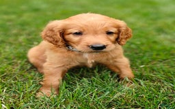 Goldendoodle dogs for sale: Rocky - Image 4