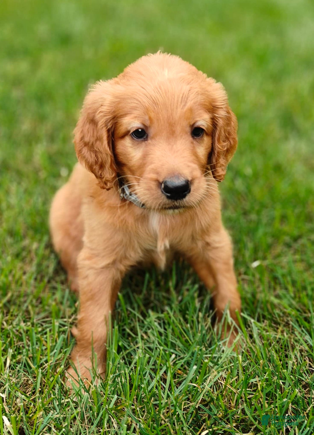 Goldendoodle dogs for sale: Rocky - Image 4